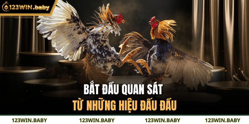 1 Hồ Đá Gà Bao Nhiêu Phút - Khám Phá Nhịp Trận Đấu Chi Tiết 4 Bắt đầu quan sát từ những hiệu đấu đầu