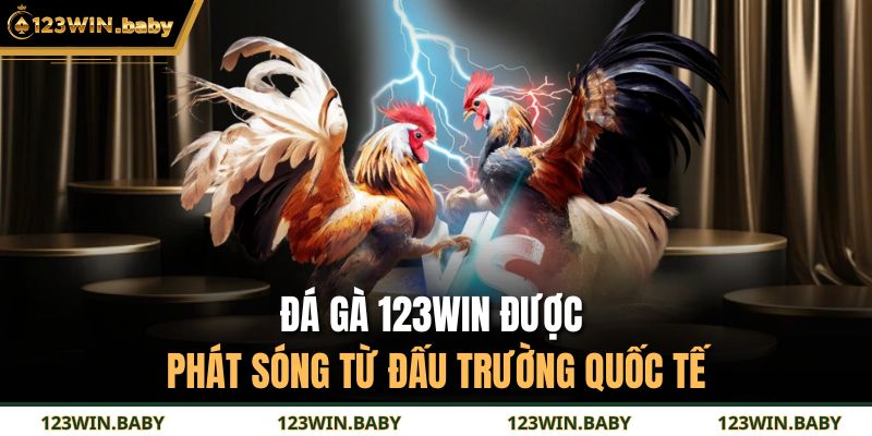 Đá gà 123WIN được phát sóng từ đấu trường quốc tế