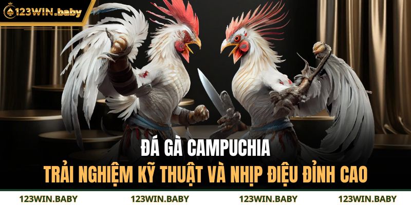 Đá Gà Campuchia - Trải Nghiệm Kỹ Thuật Và Nhịp Điệu Đỉnh Cao 5 đá gà Campuchia