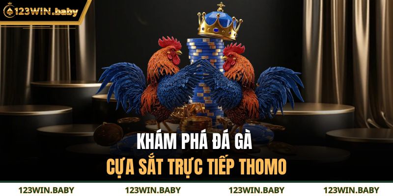 Đá Gà Cựa Sắt Trực Tiếp Thomo Kịch Tính Cho Hội Viên 2 Khám phá đá gà cựa sắt trực tiếp thomo