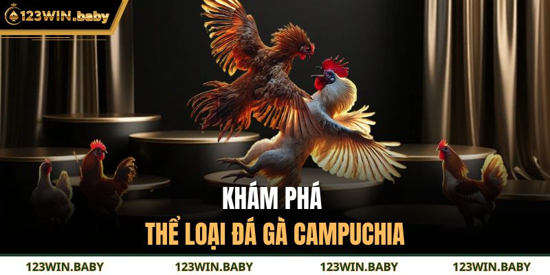 Đá Gà Campuchia - Trải Nghiệm Kỹ Thuật Và Nhịp Điệu Đỉnh Cao 2 Khám phá thể loại đá gà Campuchia