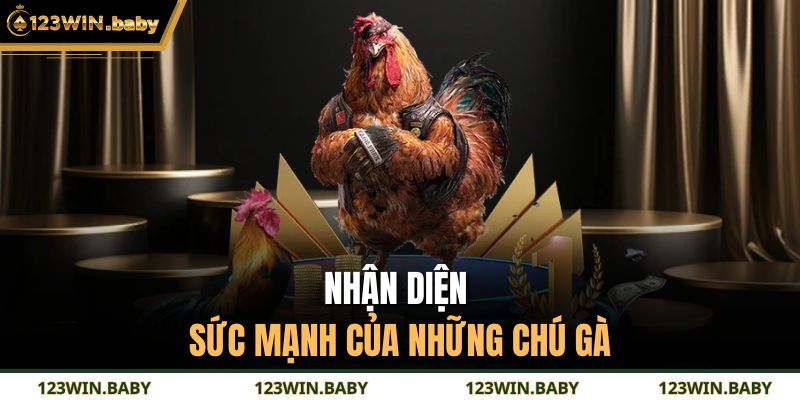 Đá Gà Cựa Sắt Trực Tiếp Thomo Kịch Tính Cho Hội Viên 4 Nhận diện sức mạnh của những chú gà