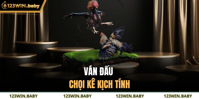 Đá Gà Cựa Sắt Trực Tiếp Thomo Kịch Tính Cho Hội Viên 3 Ván đấu chọi kê kịch tính